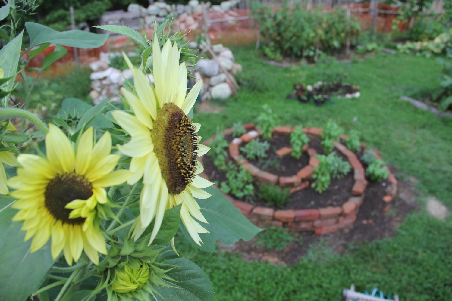 Brick Spiral Herb garden