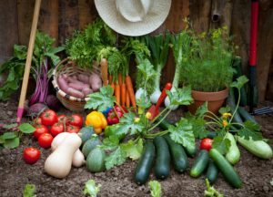 All you need to basics for Planting a Vegetable Garden: sun, soil & seeds. All in one guide.