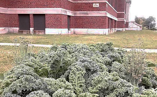 The kale garden at Carlos Pacheco Elementary School. Photo courtesy of Adam Davenport.
