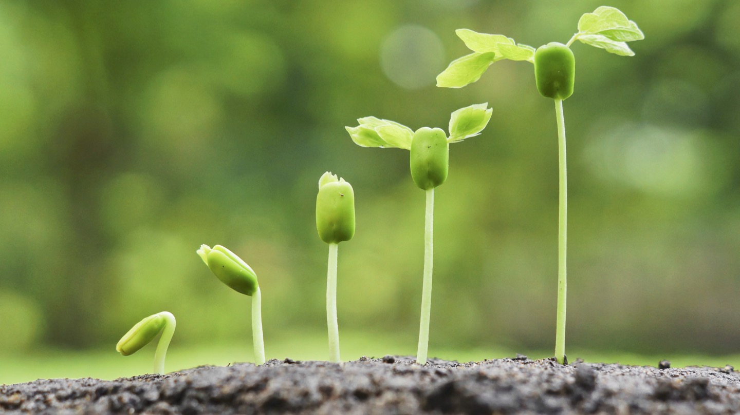 a seedling growing naturally to symbolize progress over perfection